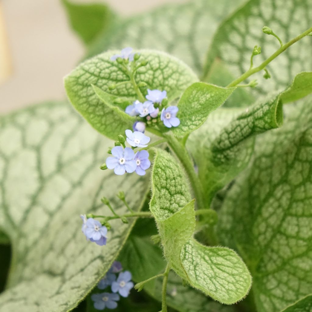 Brunnera macrophylla Jack of Diamonds - Kaukasisch vergeet-mij-nietje