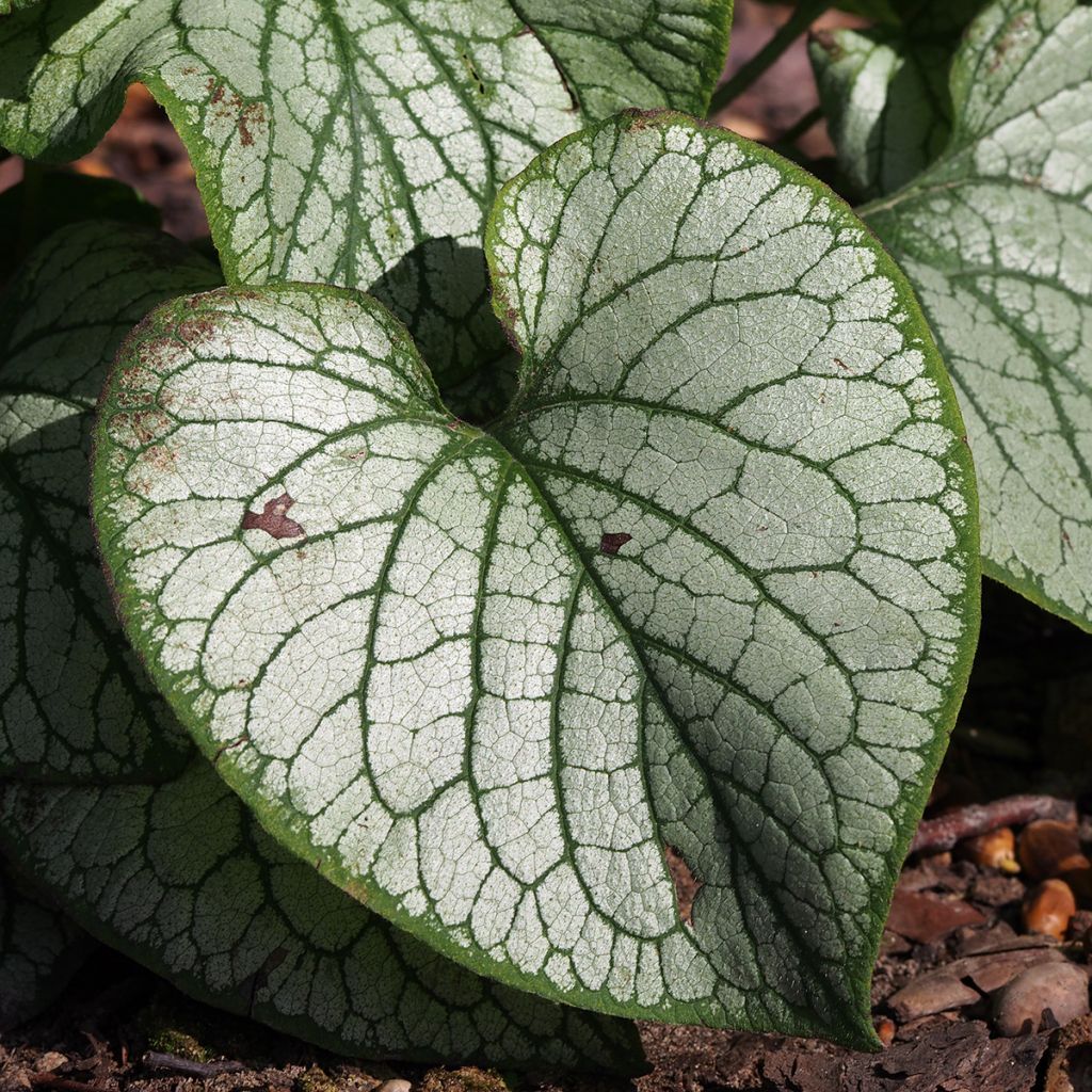 Brunnera macrophylla Jacks Gold - Kaukasisch vergeet-mij-nietje