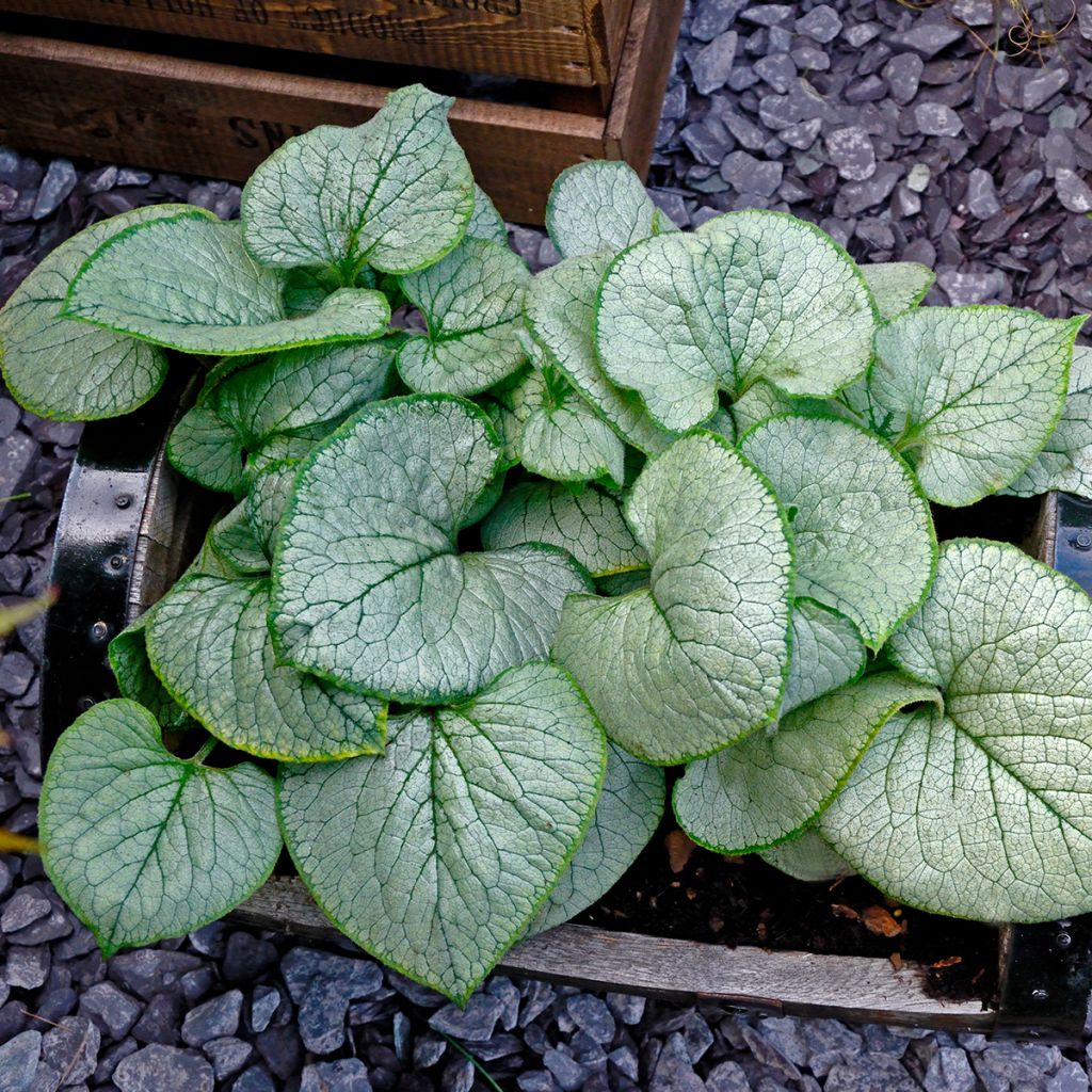 Brunnera macrophylla Looking Glass - Kaukasisch vergeet-mij-nietje
