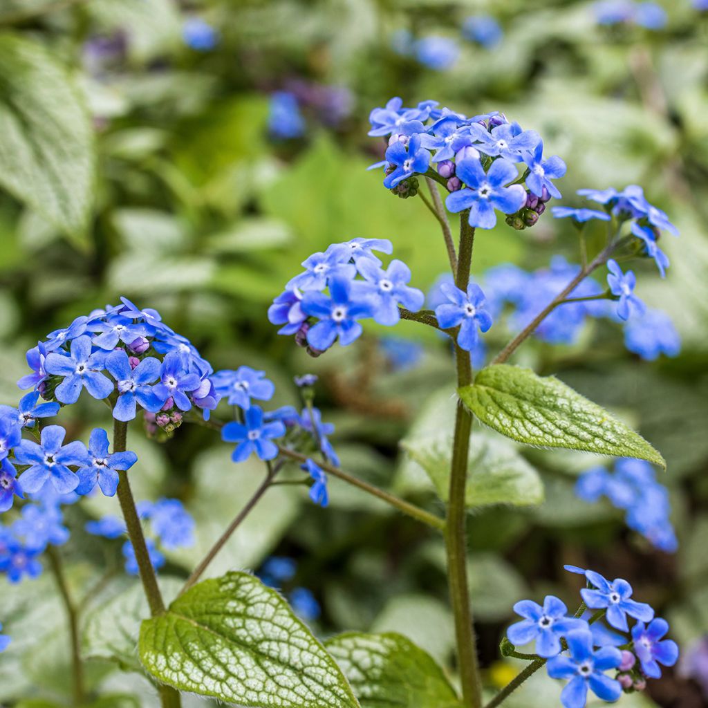 Brunnera macrophylla - Kaukasisch vergeet-mij-nietje