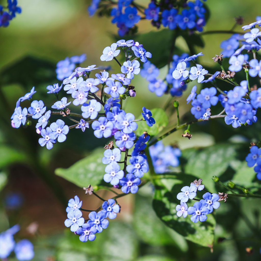 Brunnera macrophylla - Kaukasisch vergeet-mij-nietje
