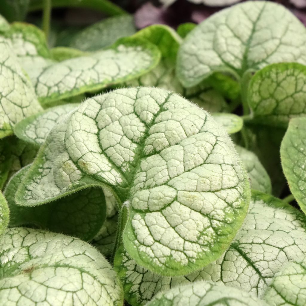 Brunnera macrophylla Silver Heart - Kaukasisch vergeet-mij-nietje