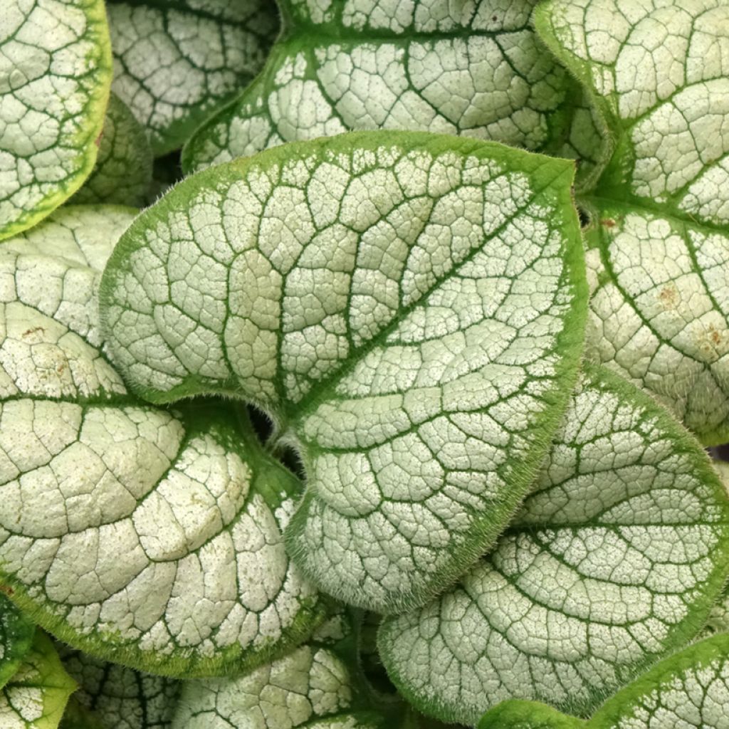 Brunnera macrophylla Silver Heart - Kaukasisch vergeet-mij-nietje