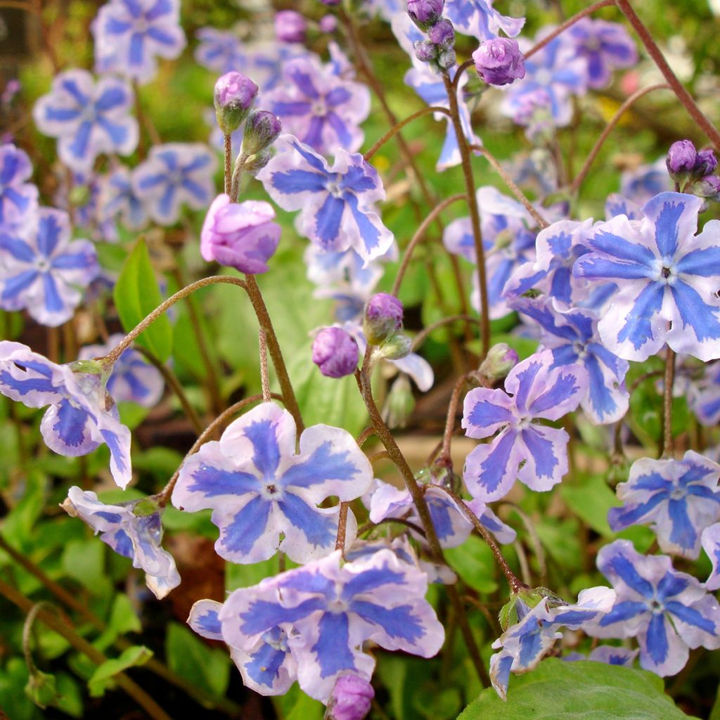 Brunnera macrophylla Starry Eyes - Kaukasisch vergeet-mij-nietje