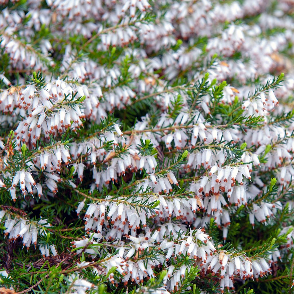 Erica Springwood White - Winterheide