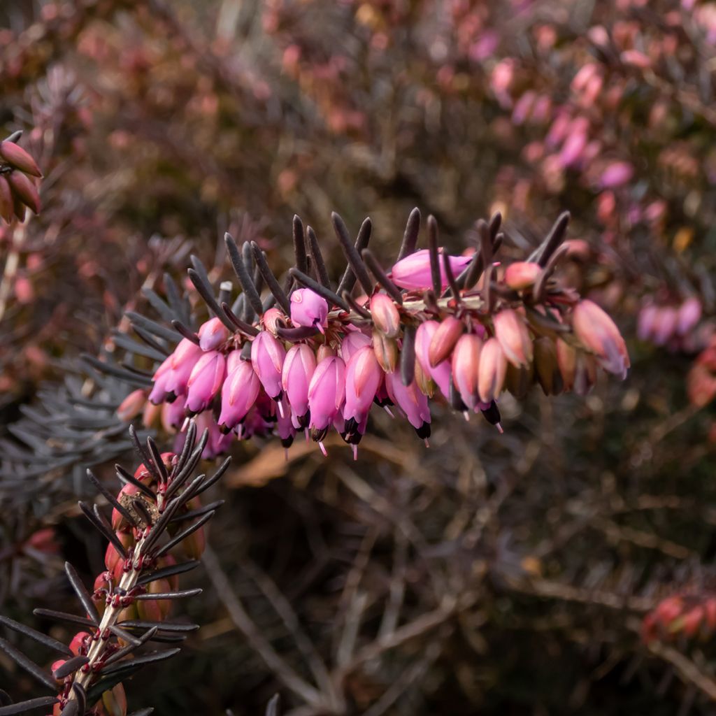 Erica darleyensis Kramers Rote - Winterheide