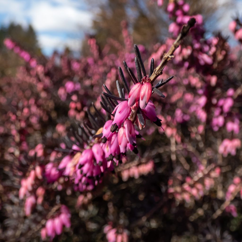Erica darleyensis Kramers Rote - Winterheide