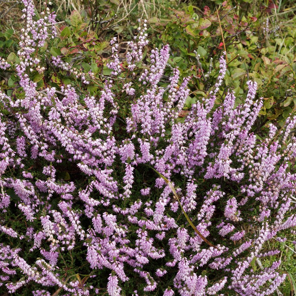 Calluna vulgaris Allegro - Zomerheide