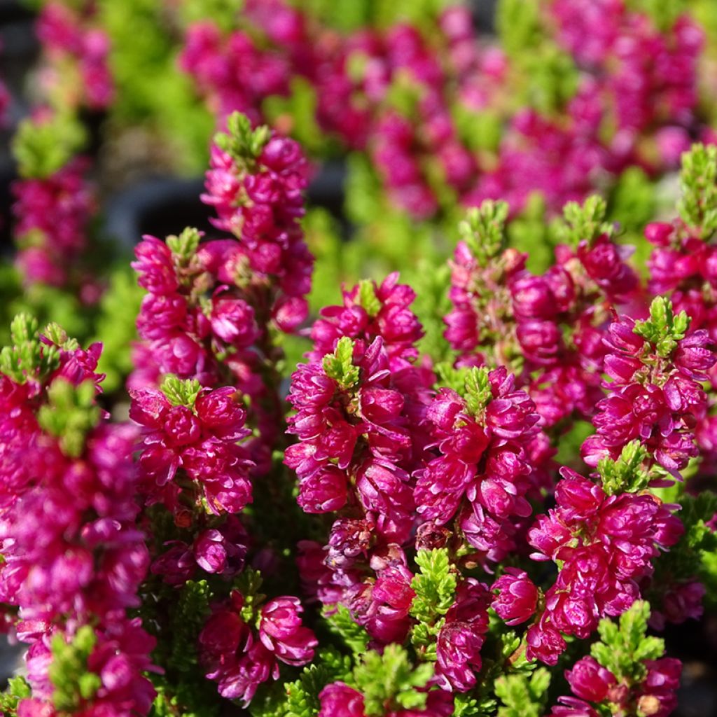 Calluna vulgaris Dark Beauty - Zomerheide