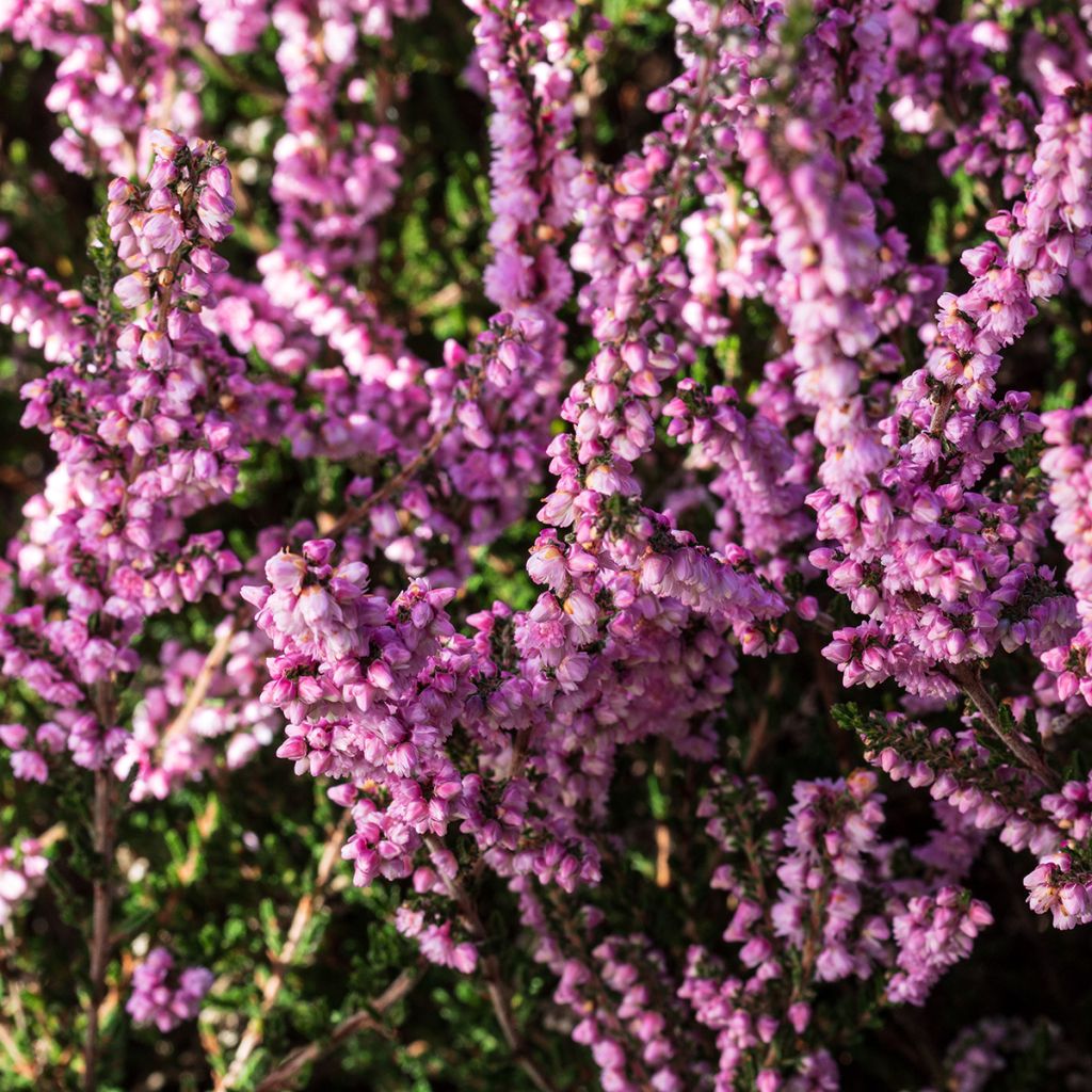 Calluna vulgaris H.E Beale - Zomerheide