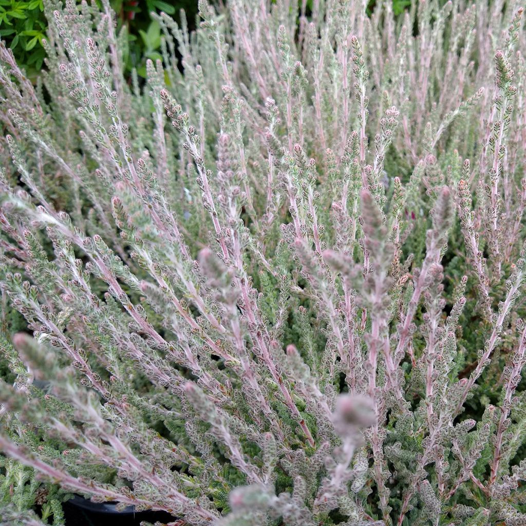 Calluna vulgaris Silver Knight - Zomerheide