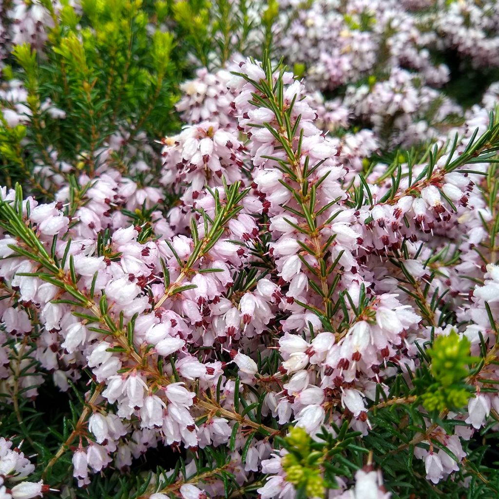 Erica darleyensis Ghost Hills - Winterheide