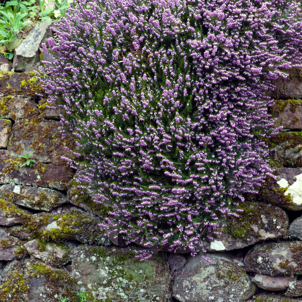 Erica darleyensis Furzey - Winterheide