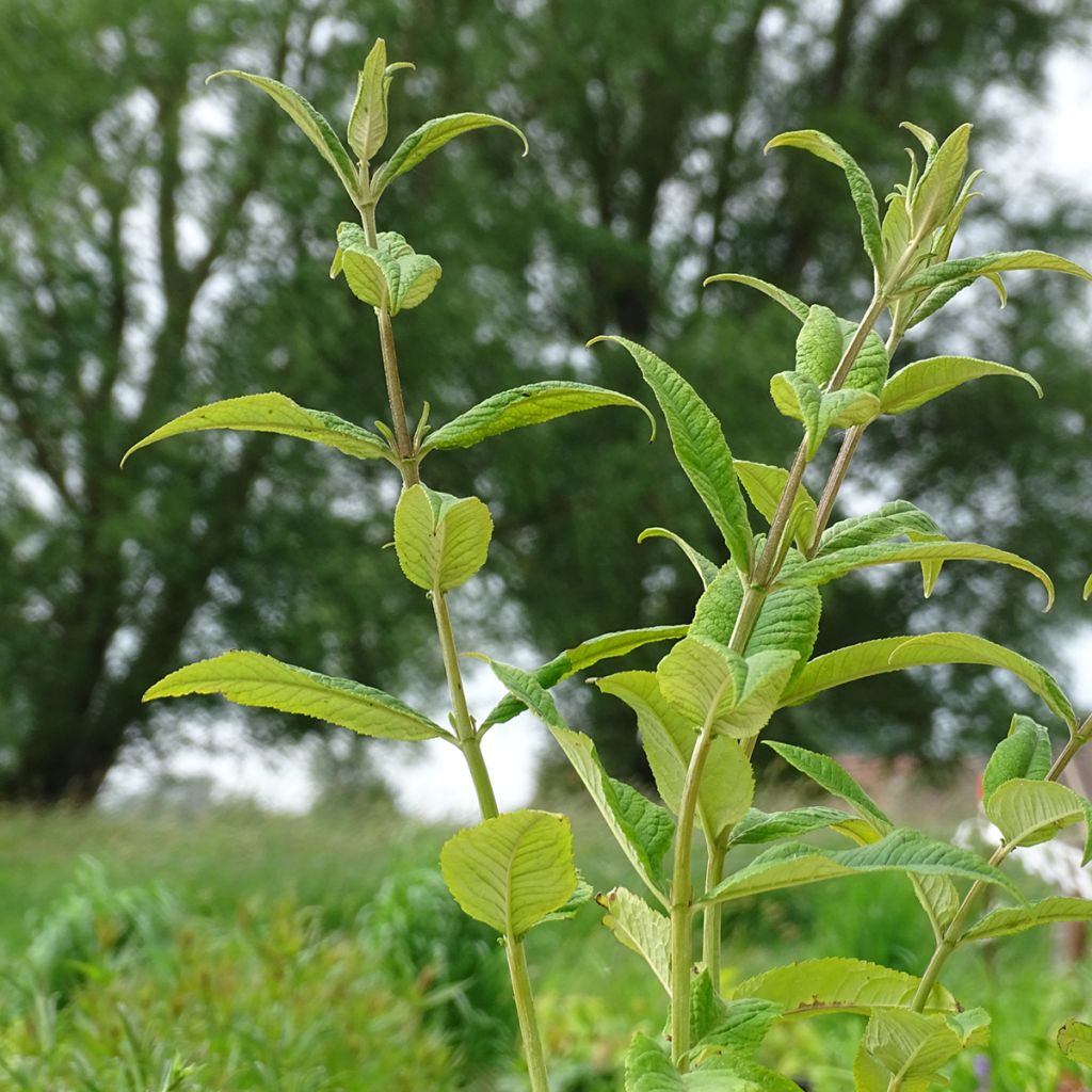 Vlinderstruik Miss Ruby - Buddleja