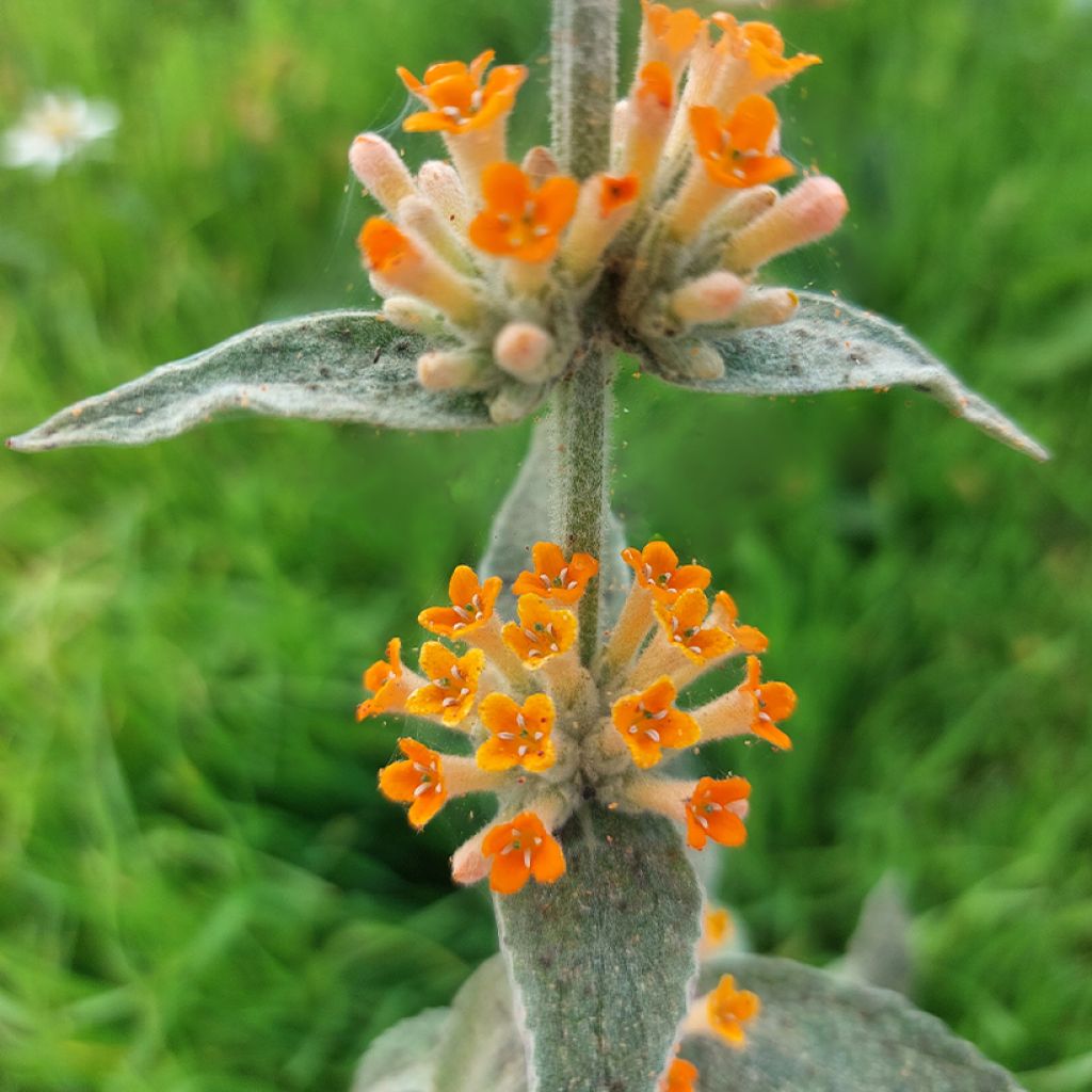 Herfstsering Orange Sceptre - Buddleja