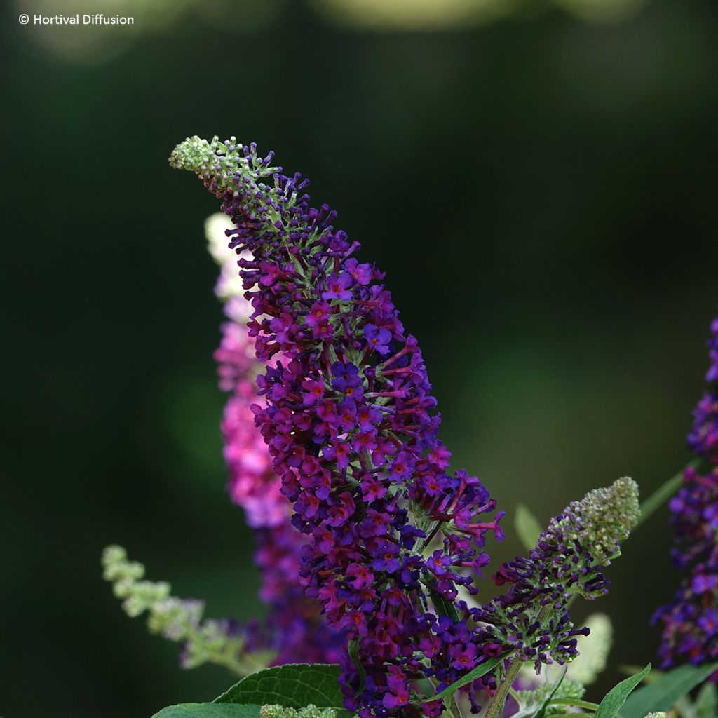 Vlinderstruik Rêve de Papillon Violet - Buddleja davidii