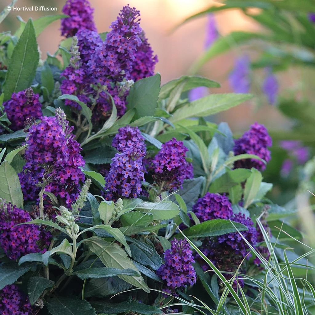 Vlinderstruik Tiny Buddy Deep Blue - Buddleja davidii