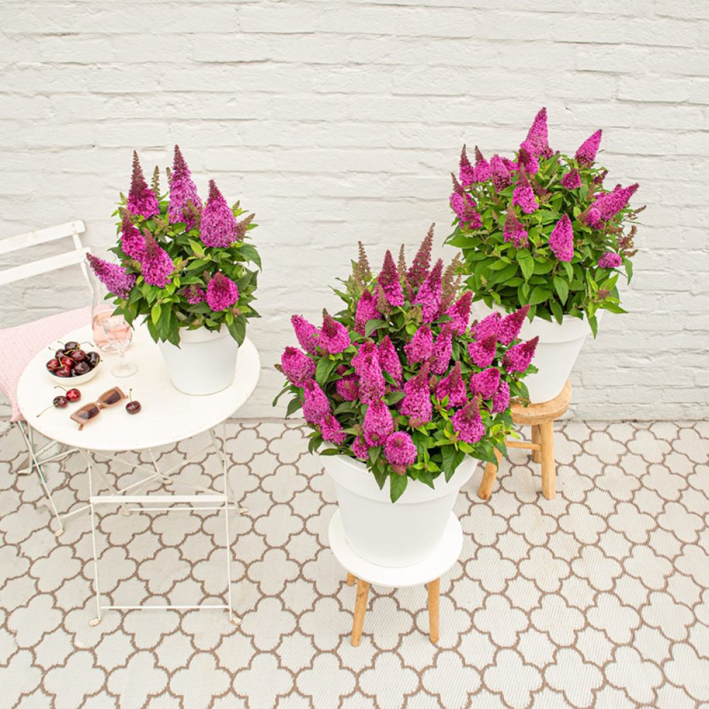 Vlinderstruik Butterfly Candy Little Cerise - Buddleja davidii