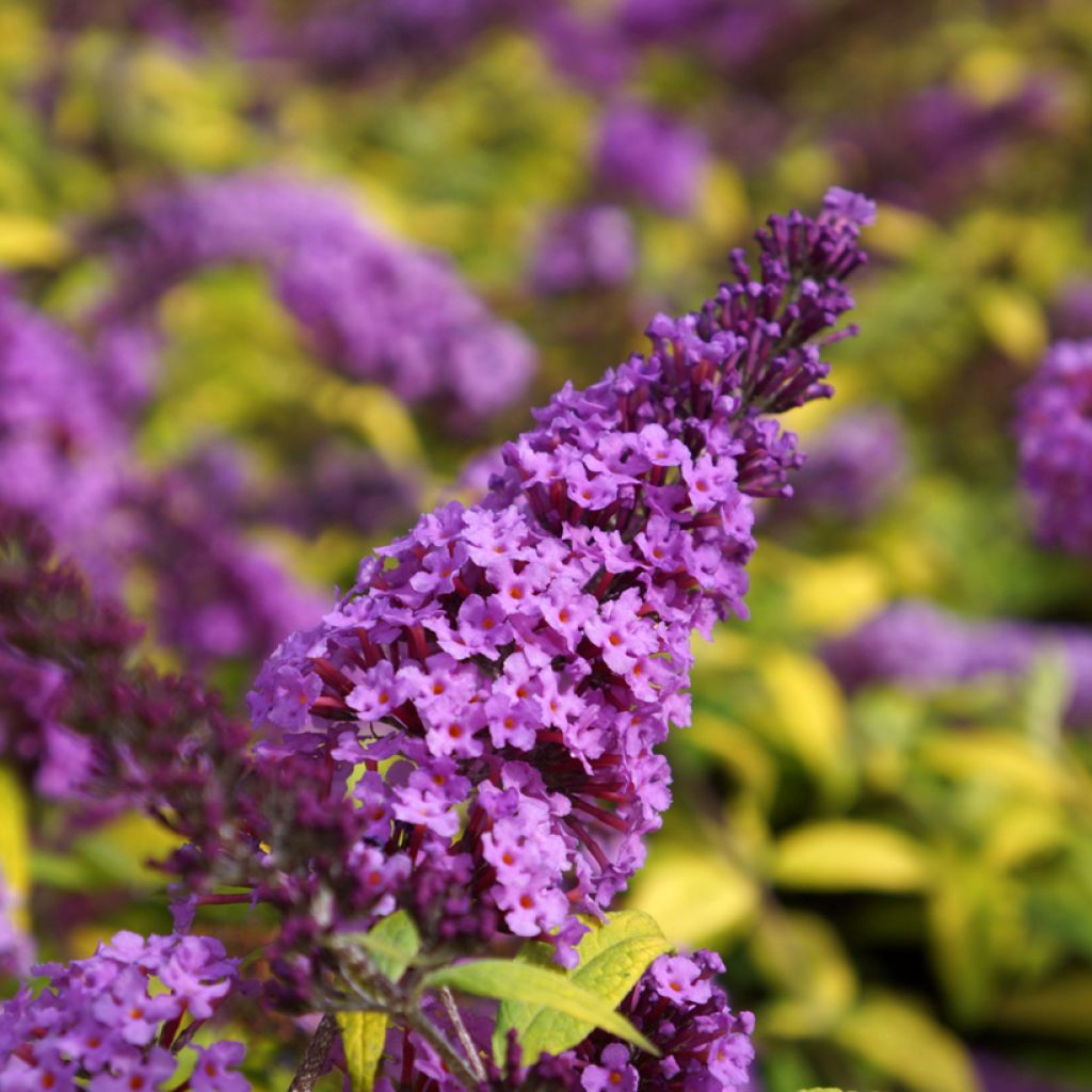 Vlinderstruik Moonshine - Buddleja davidii