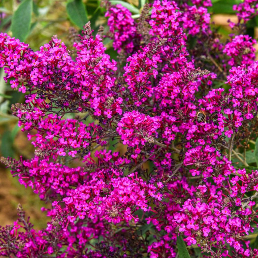Vlinderstruik Octopus Magenta - Buddleja davidii