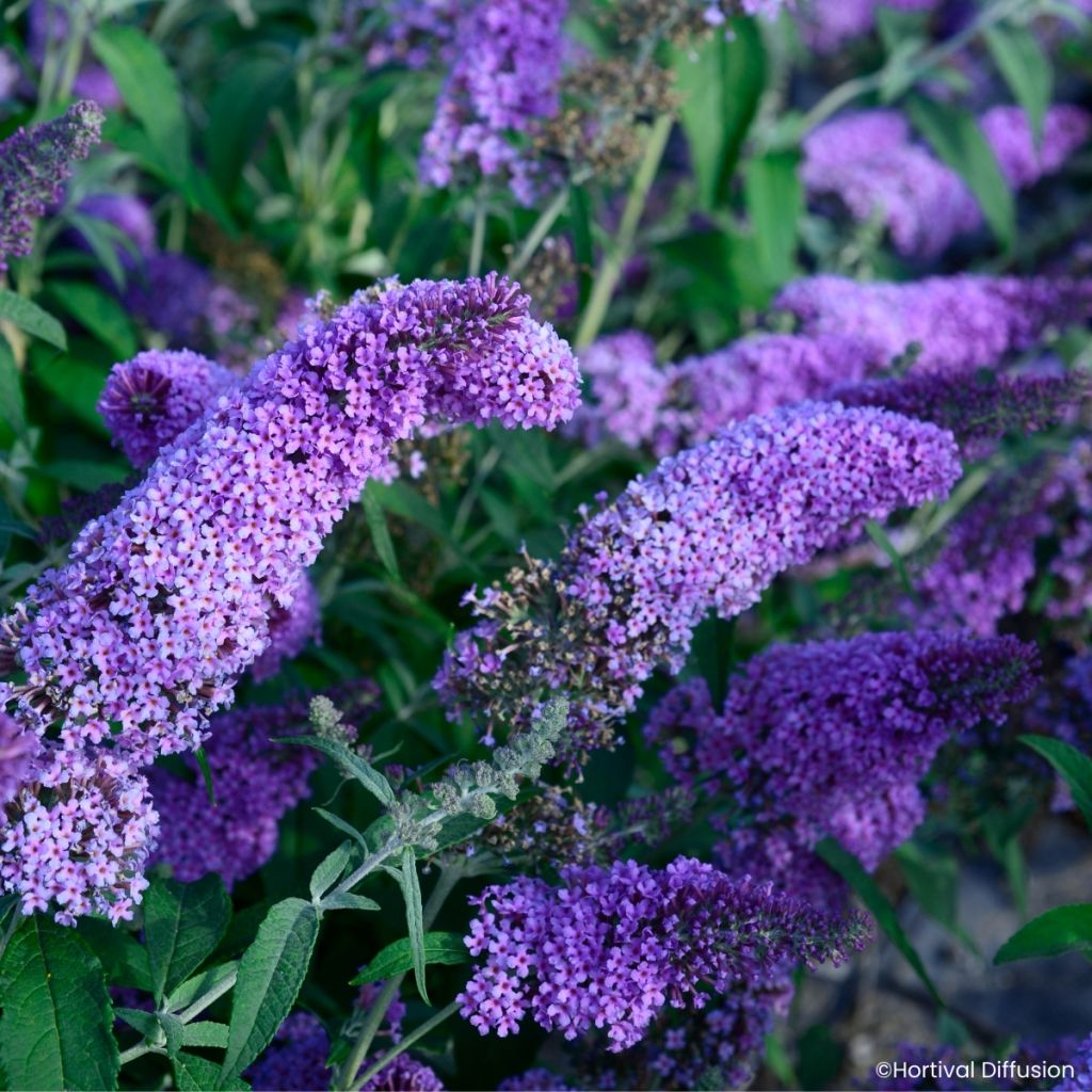 Vlinderstruik Rêve de Papillon Lavender - Buddleja