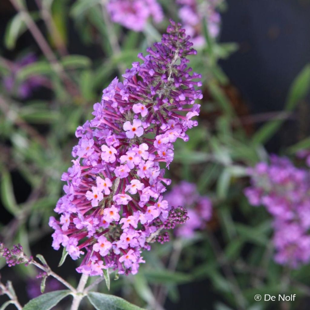 Vlinderstruik Sophie - Buddleja davidii