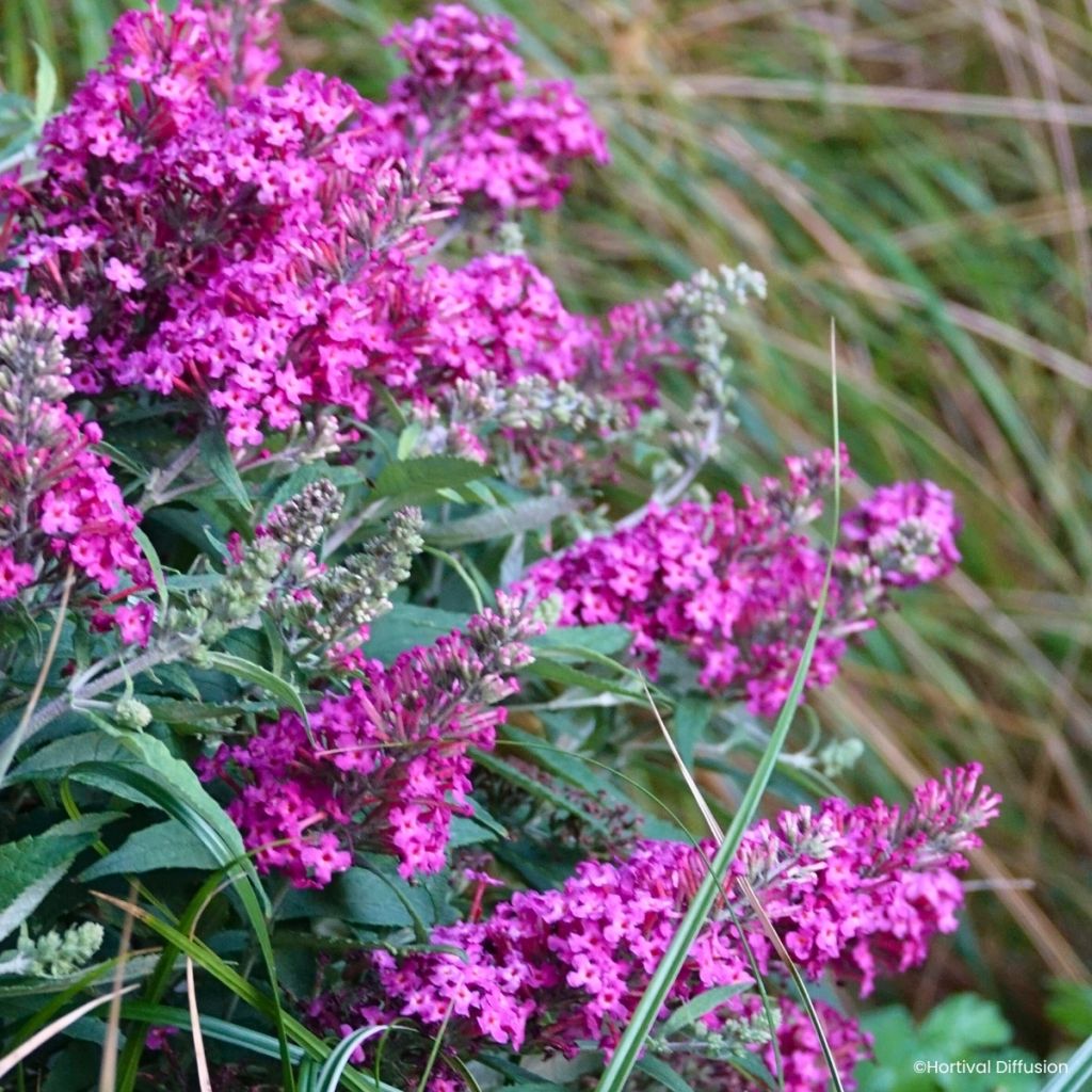 Vlinderstruik Tiny Buddy Hot Roze - Buddleja