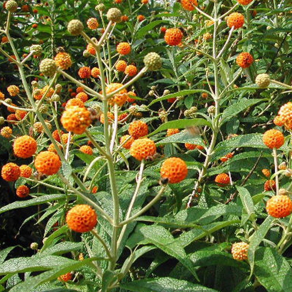 Buddleja globosa - Herfstsering