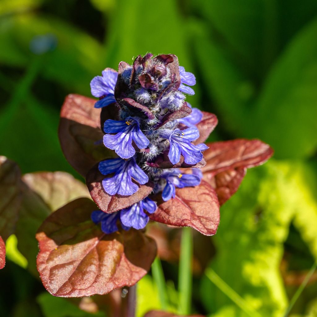 Ajuga reptans Atropurpurea - Kruipend zenegroen