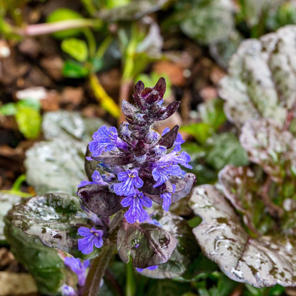Ajuga reptans Black Scallop - Kruipend zenegroen