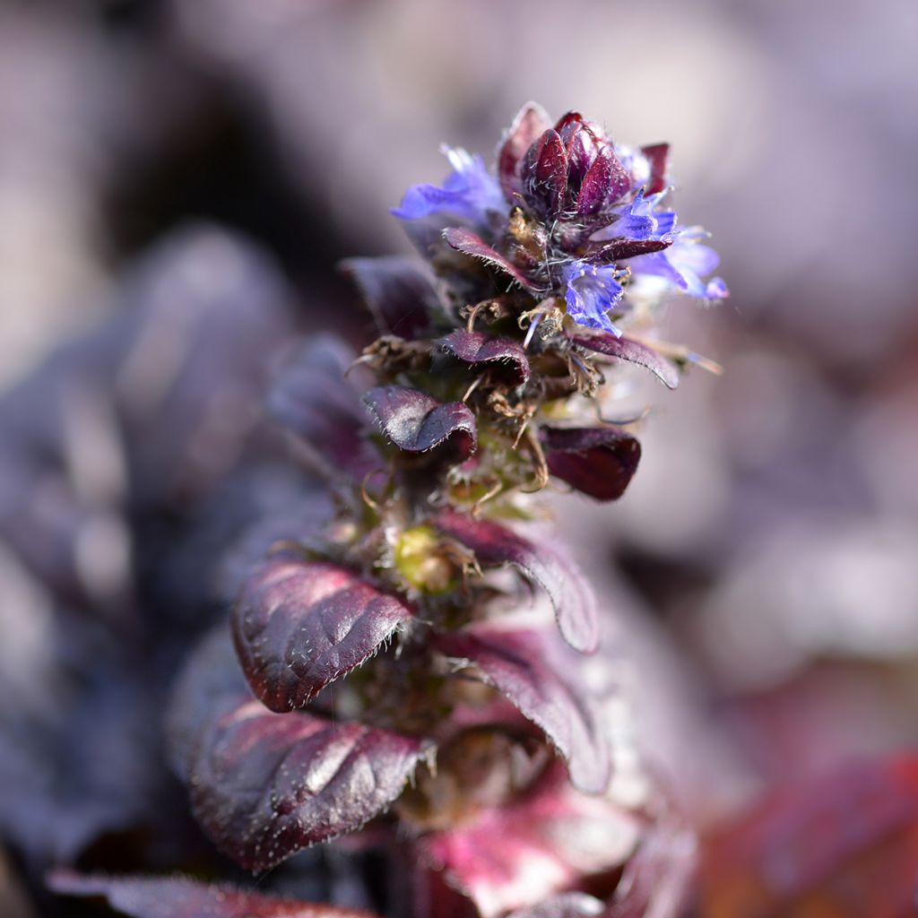 Ajuga reptans Braunherz - Kruipend zenegroen