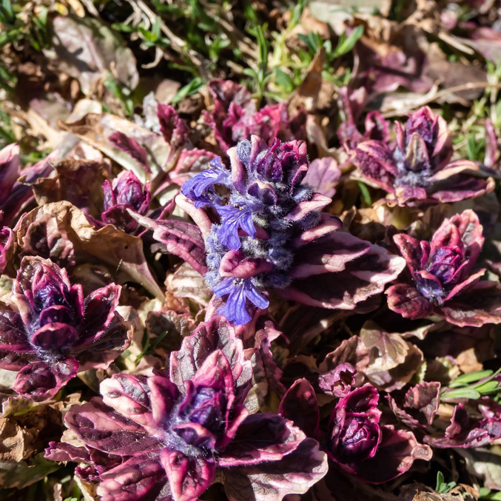 Ajuga reptans Multicolor - Kruipend zenegroen