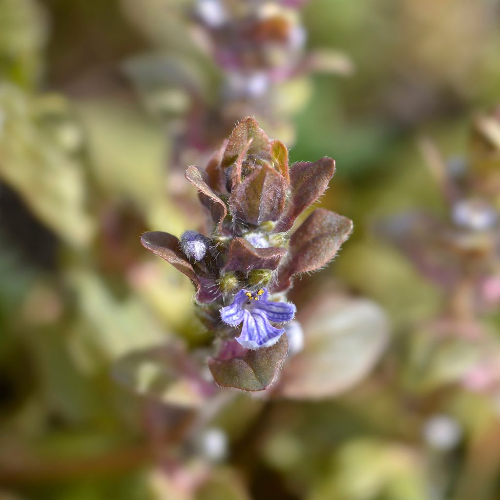 Ajuga reptans Multicolor - Kruipend zenegroen