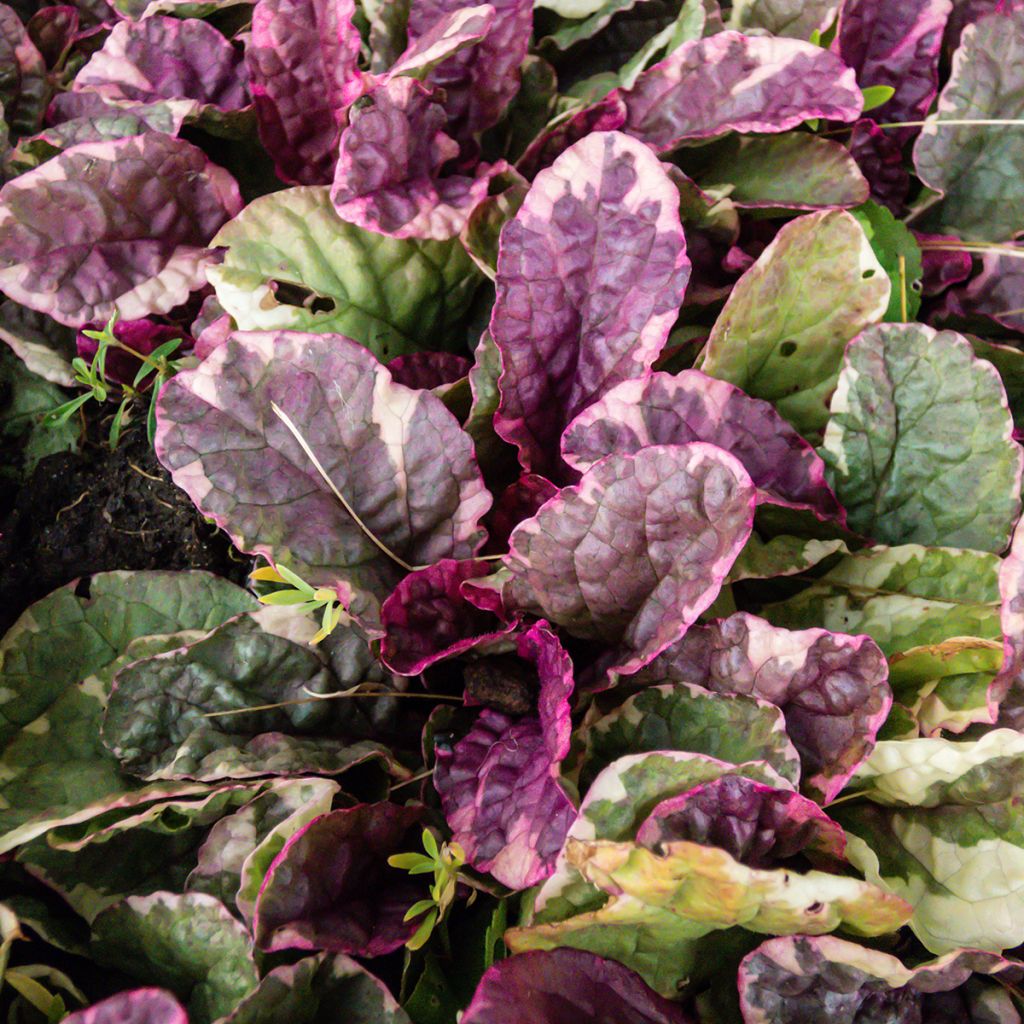 Ajuga reptans Multicolor - Kruipend zenegroen