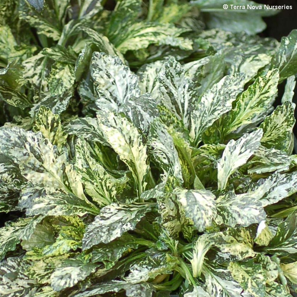 Ajuga reptans Sparkler - Kruipend zenegroen