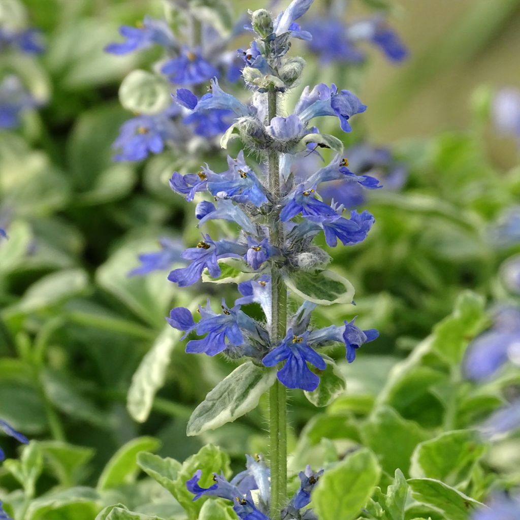 Ajuga reptans Variegata - Kruipend zenegroen