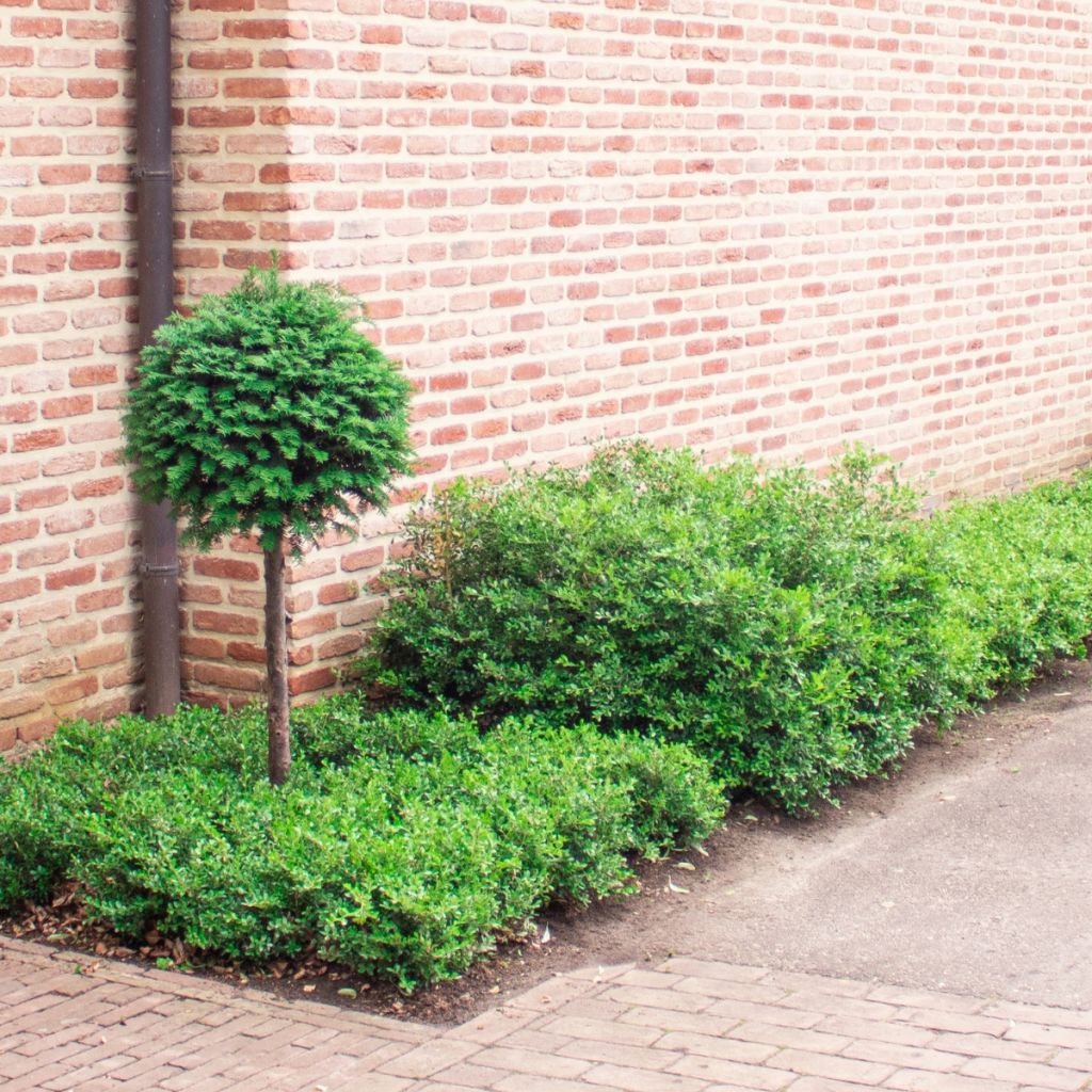 Buxus Betterbuxus Skylight - Palmboompje