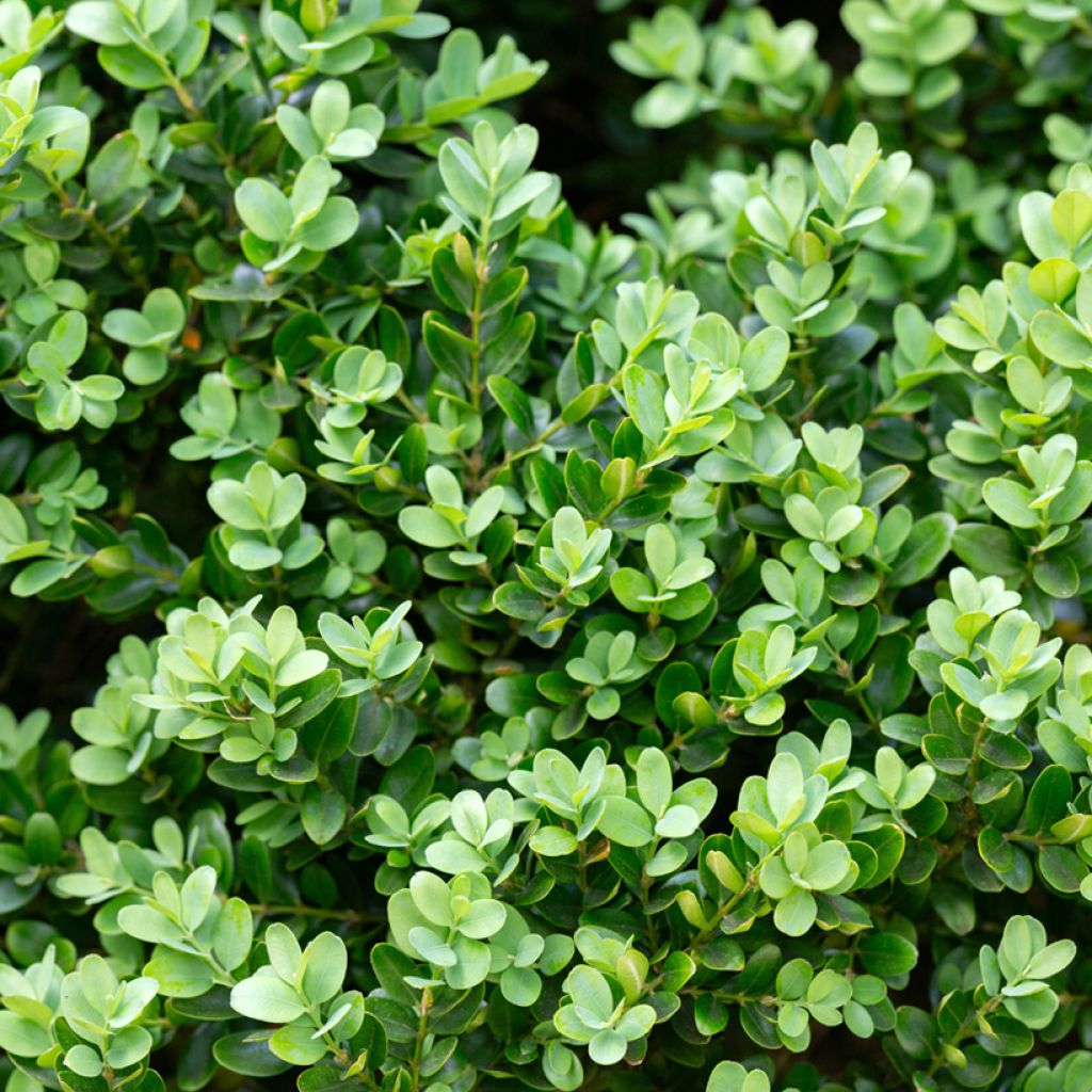 Buxus microphylla Faulkner - Japanse buxus