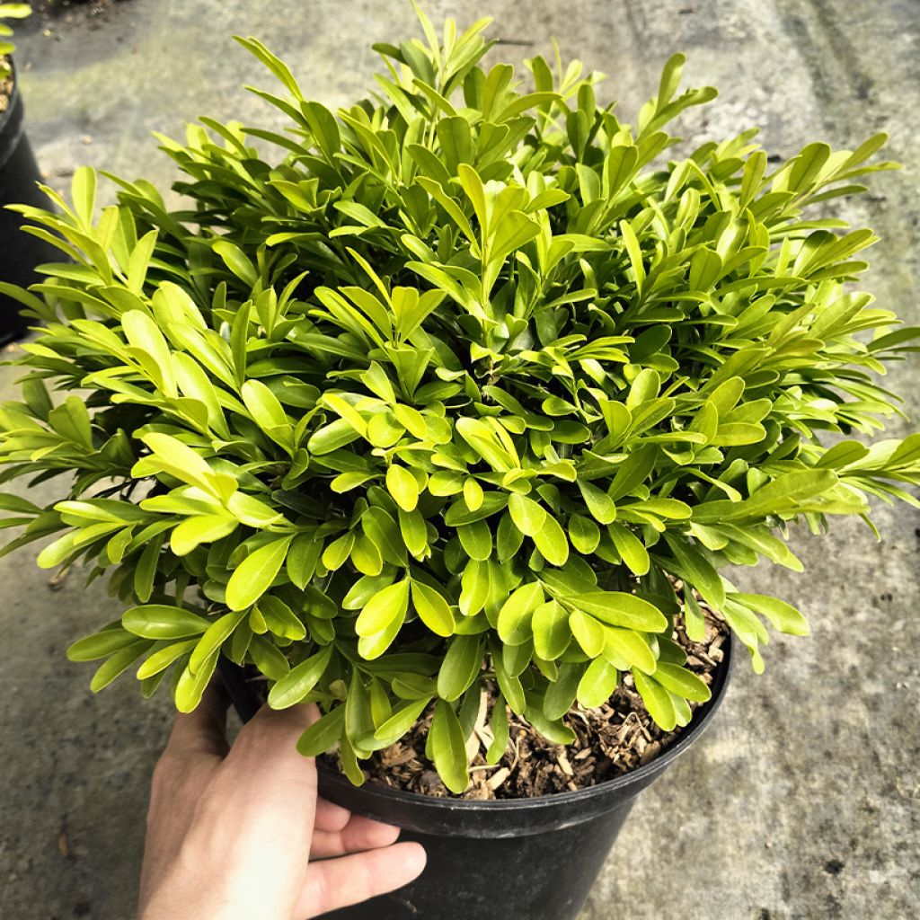 Buxus sinica var. insularis Mipo - Koreaanse buxus