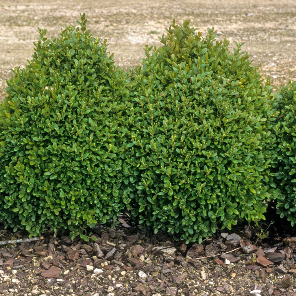 Buxus sempervirens - Palmboompje voor borders