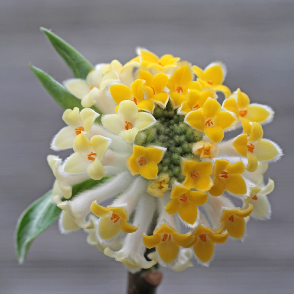Edgeworthia chrysantha Winter Liebe - Papierstruik