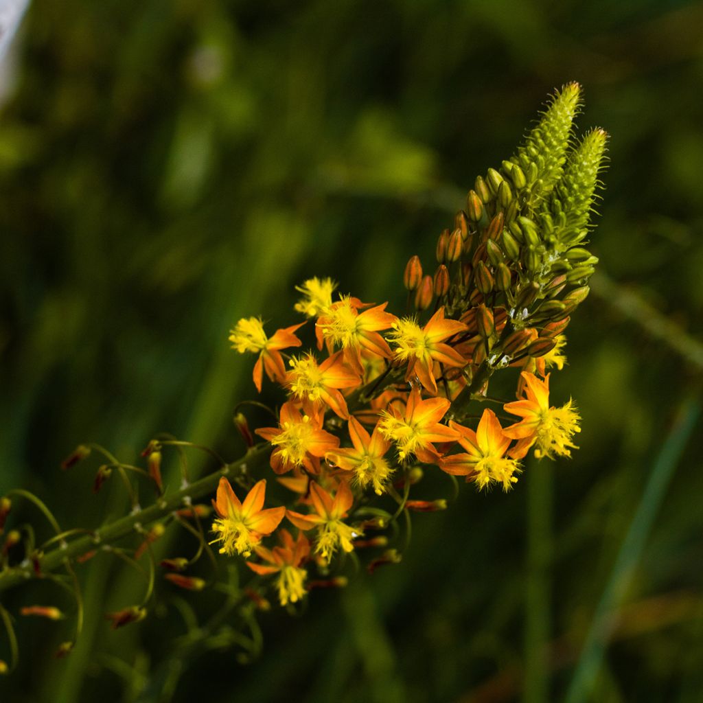 Bulbine frutescens - Knolbeesia