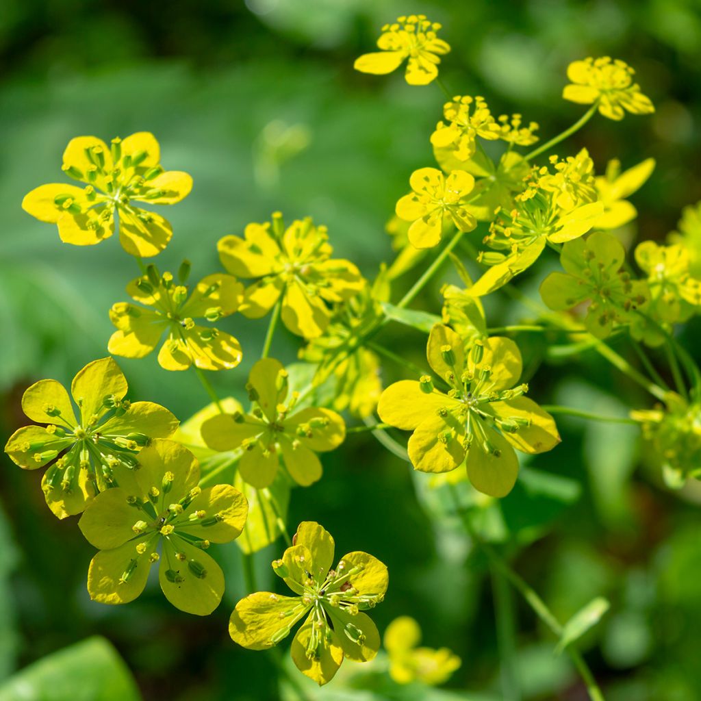 Bupleurum longifolium Aureum - Goudscherm