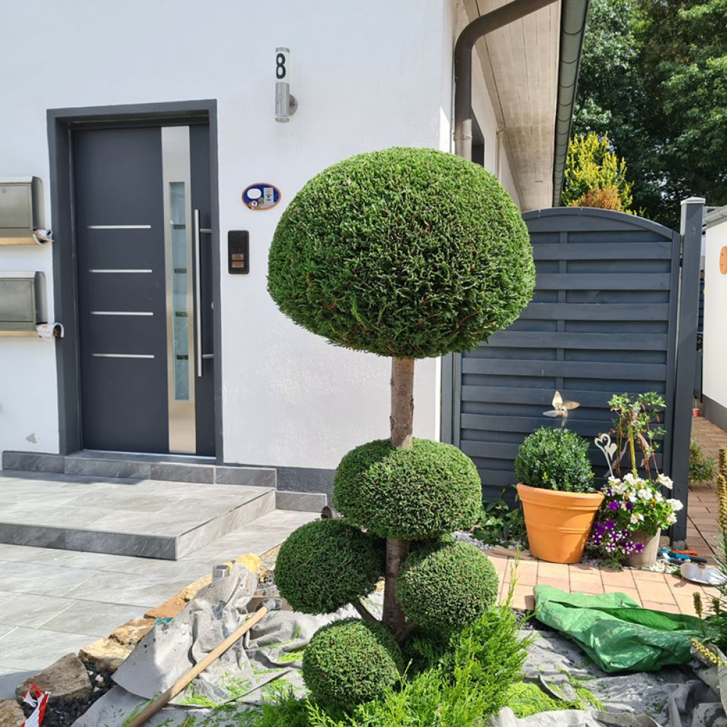 Buxus sempervirens Arborescent - Palmboompje