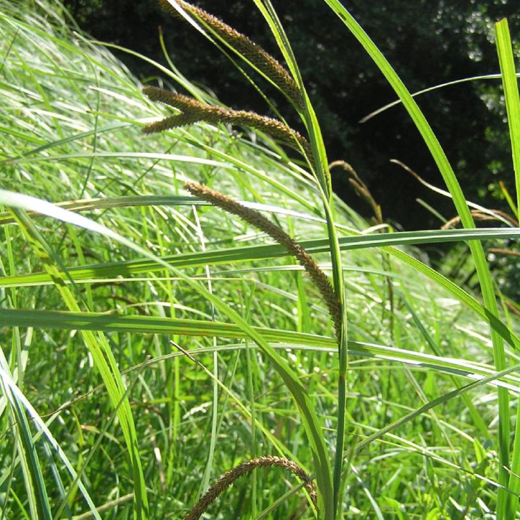 Carex acuta - Moeraszegge