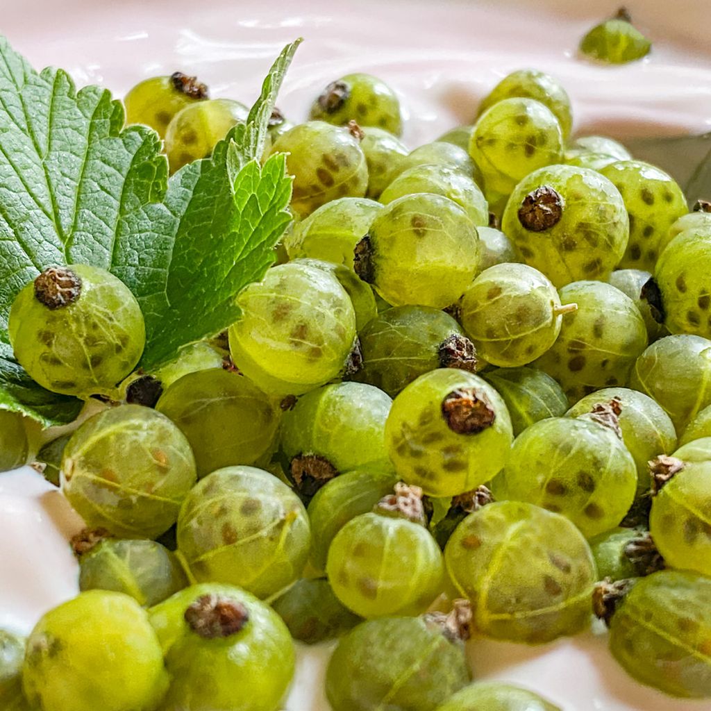 Zwarte bes Green Life