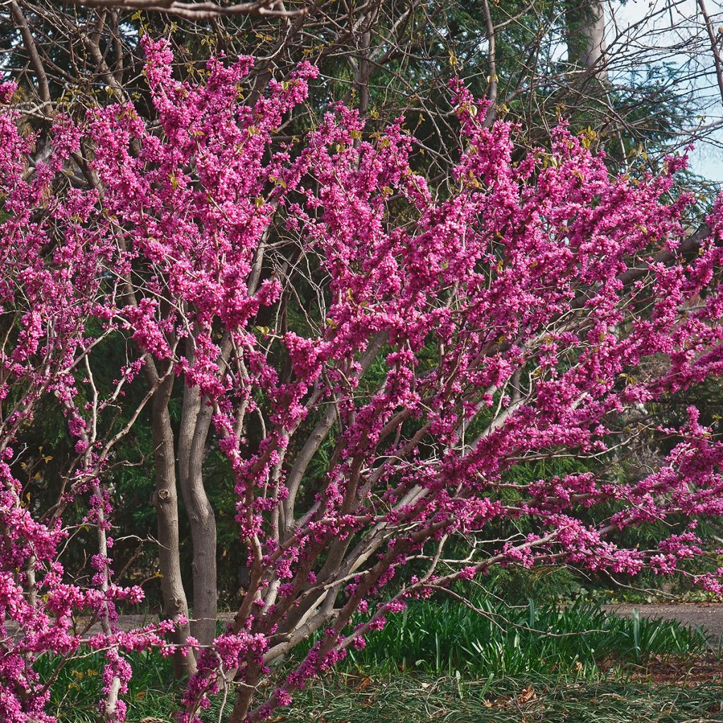 Cercis chinensis Don Egolf - Chinese judasboom