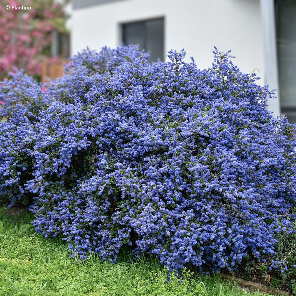 Ceanothus Pacific Wave - Amerikaanse sering