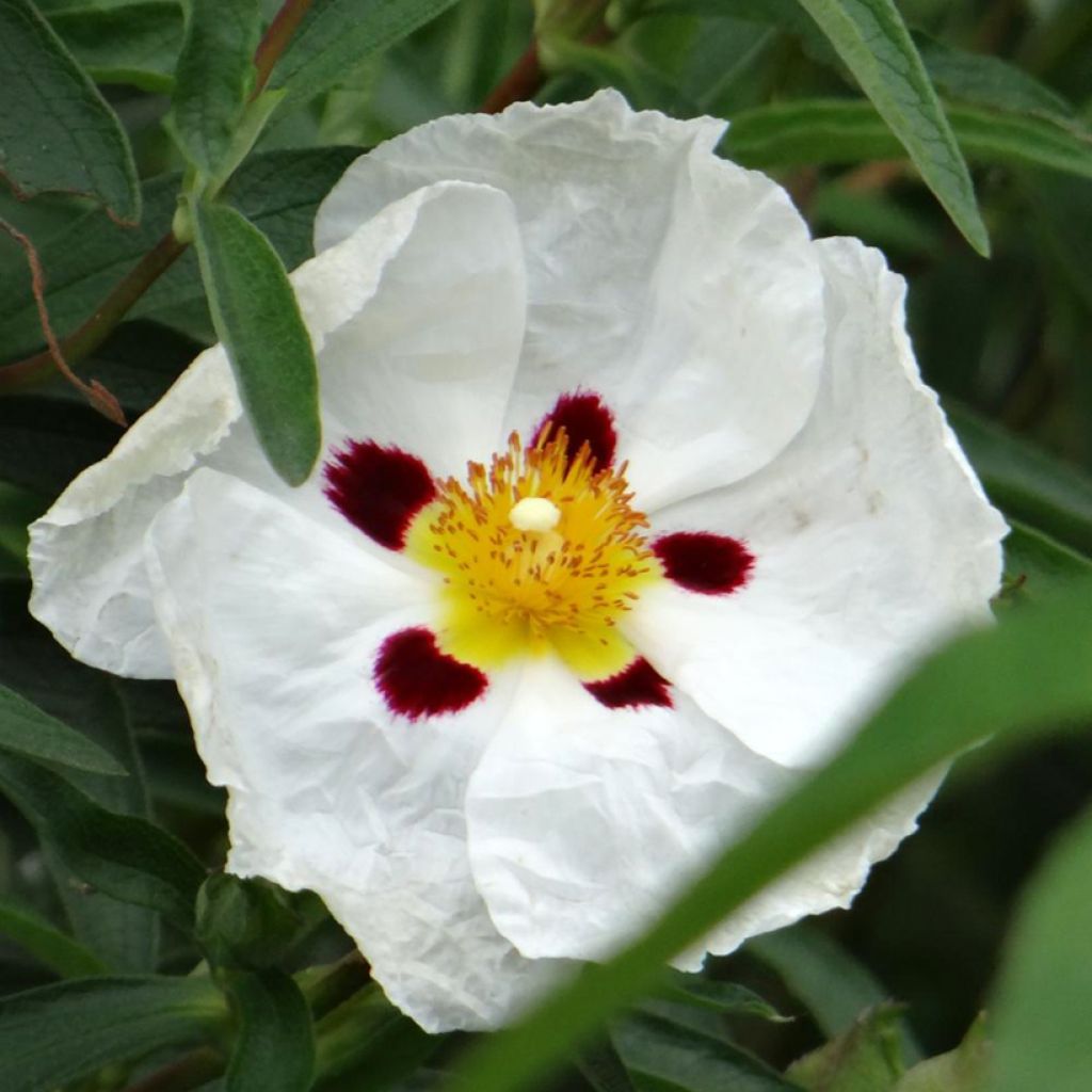 Cistus aguilarii Maculatus - Rotsroos
