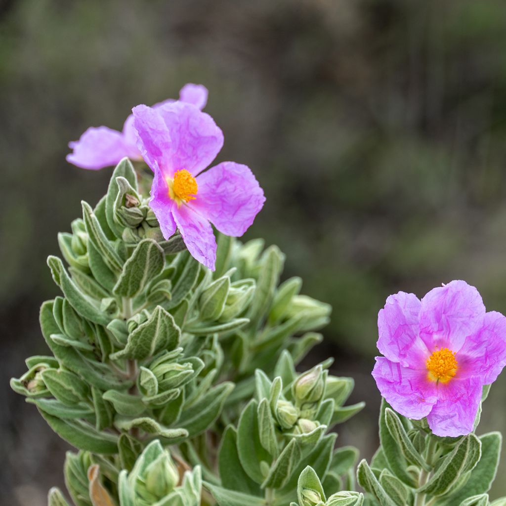 Cistus albidus - Rotsroos